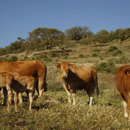 ゲストハウス Monte Da Vilarinha 4*